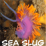 sea.gif