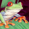 Tree Frog.jpg
