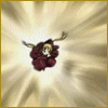 13.gif