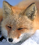 foxy.PNG