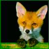 red Fox.jpg