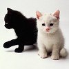B&W-Kittens.jpg