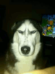 annoyeddoggif.gif