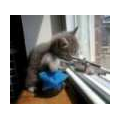 th_catwithgun.png