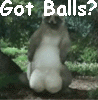tanuki.gif