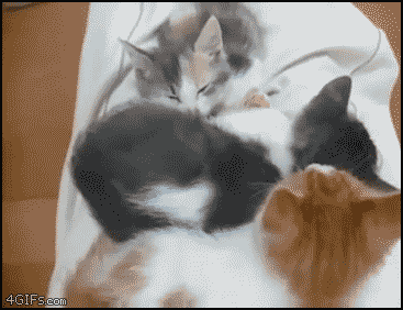 Sleeping_kittens.gif